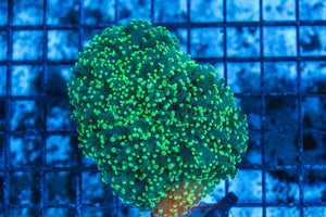 #wholesale_coral# - #saltwater_fish# #saltwater_coral# - #rare corals# - #coralsdepot# - #Corals_Depot# - #live_corals# - #eye-catching-coral# #quality_marine_fish# -#quality-marine# #discoun