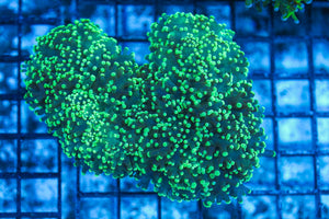 #wholesale_coral# - #saltwater_fish# #saltwater_coral# - #rare corals# - #coralsdepot# - #Corals_Depot# - #live_corals# - #eye-catching-coral# #quality_marine_fish# -#quality-marine# #discoun