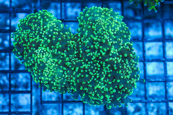 #wholesale_coral# - #saltwater_fish# #saltwater_coral# - #rare corals# - #coralsdepot# - #Corals_Depot# - #live_corals# - #eye-catching-coral# #quality_marine_fish# -#quality-marine# #discoun