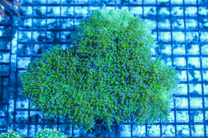 #wholesale_coral# - #saltwater_fish# #saltwater_coral# - #rare corals# - #coralsdepot# - #Corals_Depot# - #live_corals# - #eye-catching-coral# #quality_marine_fish# -#quality-marine# #discoun