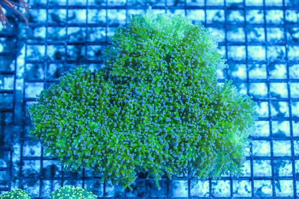 #wholesale_coral# - #saltwater_fish# #saltwater_coral# - #rare corals# - #coralsdepot# - #Corals_Depot# - #live_corals# - #eye-catching-coral# #quality_marine_fish# -#quality-marine# #discoun