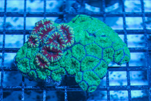 #wholesale_coral# - #saltwater_fish# #saltwater_coral# - #rare corals# - #coralsdepot# - #Corals_Depot# - #live_corals# - #eye-catching-coral# #quality_marine_fish# -#quality-marine# #discoun