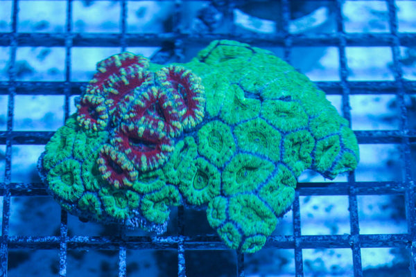 #wholesale_coral# - #saltwater_fish# #saltwater_coral# - #rare corals# - #coralsdepot# - #Corals_Depot# - #live_corals# - #eye-catching-coral# #quality_marine_fish# -#quality-marine# #discoun