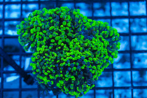 #wholesale_coral# - #saltwater_fish# #saltwater_coral# - #rare corals# - #coralsdepot# - #Corals_Depot# - #live_corals# - #eye-catching-coral# #quality_marine_fish# -#quality-marine# #discoun