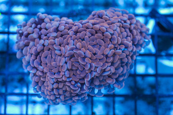 #wholesale_coral# - #saltwater_fish# #saltwater_coral# - #rare corals# - #coralsdepot# - #Corals_Depot# - #live_corals# - #eye-catching-coral# #quality_marine_fish# -#quality-marine# #discoun
