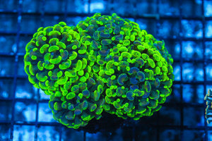 #wholesale_coral# - #saltwater_fish# #saltwater_coral# - #rare corals# - #coralsdepot# - #Corals_Depot# - #live_corals# - #eye-catching-coral# #quality_marine_fish# -#quality-marine# #discoun