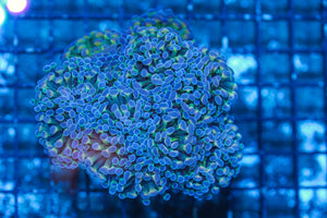 #wholesale_coral# - #saltwater_fish# #saltwater_coral# - #rare corals# - #coralsdepot# - #Corals_Depot# - #live_corals# - #eye-catching-coral# #quality_marine_fish# -#quality-marine# #discoun