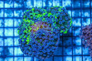 #wholesale_coral# - #saltwater_fish# #saltwater_coral# - #rare corals# - #coralsdepot# - #Corals_Depot# - #live_corals# - #eye-catching-coral# #quality_marine_fish# -#quality-marine# #discoun