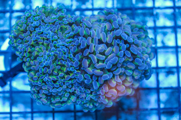 #wholesale_coral# - #saltwater_fish# #saltwater_coral# - #rare corals# - #coralsdepot# - #Corals_Depot# - #live_corals# - #eye-catching-coral# #quality_marine_fish# -#quality-marine# #discoun