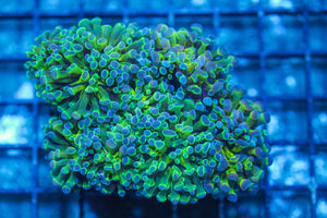 #wholesale_coral# - #saltwater_fish# #saltwater_coral# - #rare corals# - #coralsdepot# - #Corals_Depot# - #live_corals# - #eye-catching-coral# #quality_marine_fish# -#quality-marine# #discoun