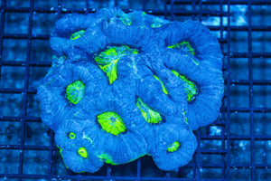 #wholesale_coral# - #saltwater_fish# #saltwater_coral# - #rare corals# - #coralsdepot# - #Corals_Depot# - #live_corals# - #eye-catching-coral# #quality_marine_fish# -#quality-marine# #discoun