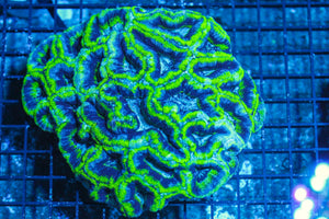 #wholesale_coral# - #saltwater_fish# #saltwater_coral# - #rare corals# - #coralsdepot# - #Corals_Depot# - #live_corals# - #eye-catching-coral# #quality_marine_fish# -#quality-marine# #discoun