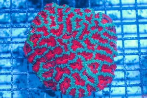 #wholesale_coral# - #saltwater_fish# #saltwater_coral# - #rare corals# - #coralsdepot# - #Corals_Depot# - #live_corals# - #eye-catching-coral# #quality_marine_fish# -#quality-marine# #discoun