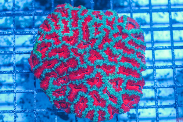 #wholesale_coral# - #saltwater_fish# #saltwater_coral# - #rare corals# - #coralsdepot# - #Corals_Depot# - #live_corals# - #eye-catching-coral# #quality_marine_fish# -#quality-marine# #discoun