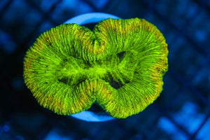 #wholesale_coral# - #saltwater_fish# #saltwater_coral# - #rare corals# - #coralsdepot# - #Corals_Depot# - #live_corals# - #eye-catching-coral# #quality_marine_fish# -#quality-marine# #discoun