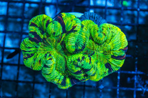 #wholesale_coral# - #saltwater_fish# #saltwater_coral# - #rare corals# - #coralsdepot# - #Corals_Depot# - #live_corals# - #eye-catching-coral# #quality_marine_fish# -#quality-marine# #discoun