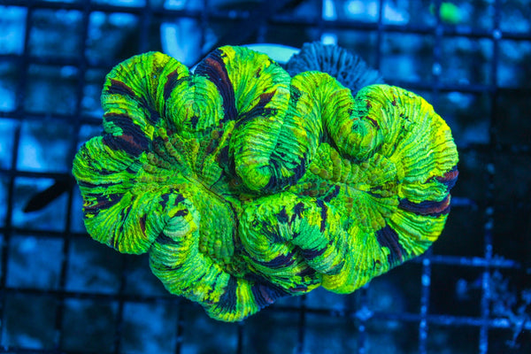 #wholesale_coral# - #saltwater_fish# #saltwater_coral# - #rare corals# - #coralsdepot# - #Corals_Depot# - #live_corals# - #eye-catching-coral# #quality_marine_fish# -#quality-marine# #discoun