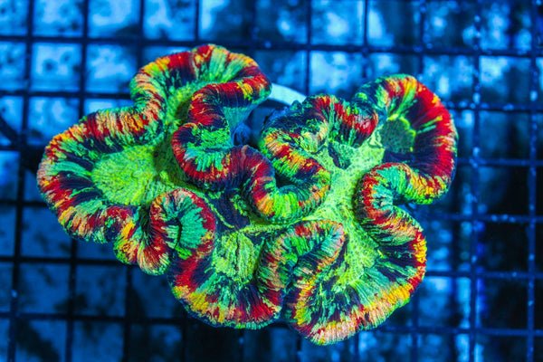 #wholesale_coral# - #saltwater_fish# #saltwater_coral# - #rare corals# - #coralsdepot# - #Corals_Depot# - #live_corals# - #eye-catching-coral# #quality_marine_fish# -#quality-marine# #discoun