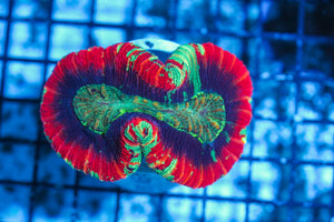 #wholesale_coral# - #saltwater_fish# #saltwater_coral# - #rare corals# - #coralsdepot# - #Corals_Depot# - #live_corals# - #eye-catching-coral# #quality_marine_fish# -#quality-marine# #discoun