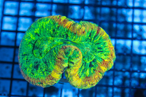 #wholesale_coral# - #saltwater_fish# #saltwater_coral# - #rare corals# - #coralsdepot# - #Corals_Depot# - #live_corals# - #eye-catching-coral# #quality_marine_fish# -#quality-marine# #discoun