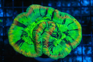 #wholesale_coral# - #saltwater_fish# #saltwater_coral# - #rare corals# - #coralsdepot# - #Corals_Depot# - #live_corals# - #eye-catching-coral# #quality_marine_fish# -#quality-marine# #discoun