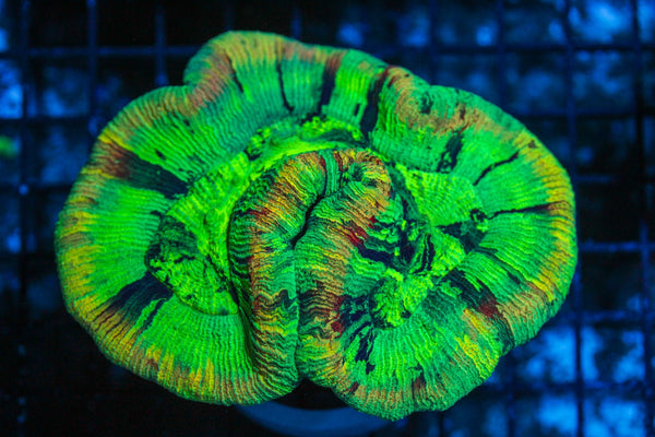 #wholesale_coral# - #saltwater_fish# #saltwater_coral# - #rare corals# - #coralsdepot# - #Corals_Depot# - #live_corals# - #eye-catching-coral# #quality_marine_fish# -#quality-marine# #discoun
