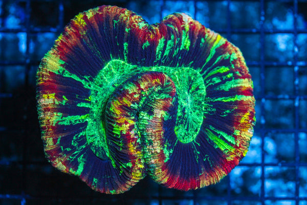#wholesale_coral# - #saltwater_fish# #saltwater_coral# - #rare corals# - #coralsdepot# - #Corals_Depot# - #live_corals# - #eye-catching-coral# #quality_marine_fish# -#quality-marine# #discoun