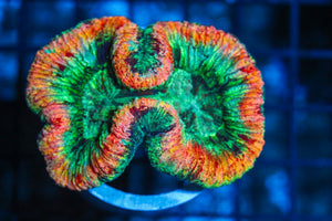 #wholesale_coral# - #saltwater_fish# #saltwater_coral# - #rare corals# - #coralsdepot# - #Corals_Depot# - #live_corals# - #eye-catching-coral# #quality_marine_fish# -#quality-marine# #discoun
