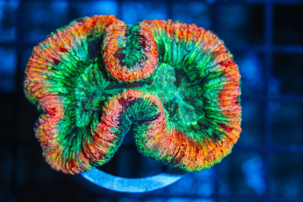 #wholesale_coral# - #saltwater_fish# #saltwater_coral# - #rare corals# - #coralsdepot# - #Corals_Depot# - #live_corals# - #eye-catching-coral# #quality_marine_fish# -#quality-marine# #discoun