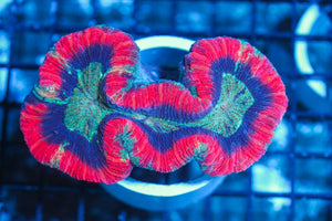 #wholesale_coral# - #saltwater_fish# #saltwater_coral# - #rare corals# - #coralsdepot# - #Corals_Depot# - #live_corals# - #eye-catching-coral# #quality_marine_fish# -#quality-marine# #discoun