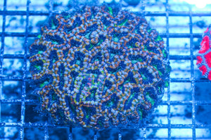#wholesale_coral# - #saltwater_fish# #saltwater_coral# - #rare corals# - #coralsdepot# - #Corals_Depot# - #live_corals# - #eye-catching-coral# #quality_marine_fish# -#quality-marine# #discoun