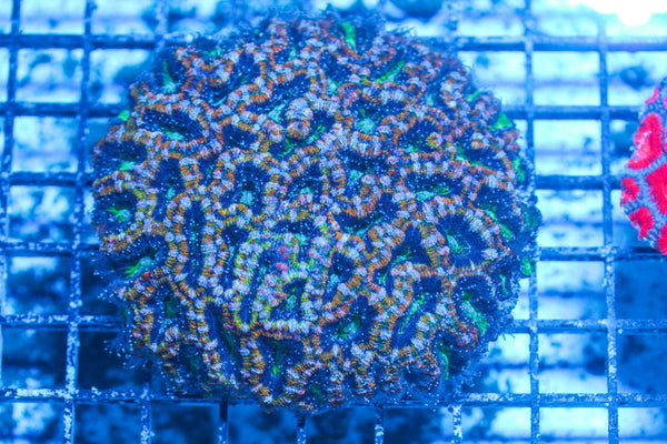 #wholesale_coral# - #saltwater_fish# #saltwater_coral# - #rare corals# - #coralsdepot# - #Corals_Depot# - #live_corals# - #eye-catching-coral# #quality_marine_fish# -#quality-marine# #discoun