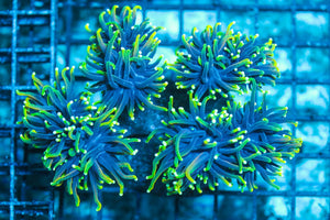 wholesale_coral - saltwater_fish saltwater_coral - rare corals - coralsdepot - Corals_Depot - live_corals - eye-catching-coral quality_marine_fish -quality-marine discoun