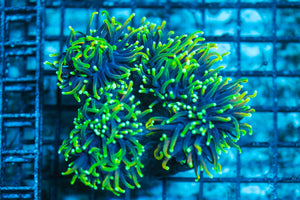 wholesale_coral - saltwater_fish saltwater_coral - rare corals - coralsdepot - Corals_Depot - live_corals - eye-catching-coral quality_marine_fish -quality-marine discoun