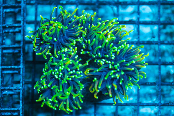 wholesale_coral - saltwater_fish saltwater_coral - rare corals - coralsdepot - Corals_Depot - live_corals - eye-catching-coral quality_marine_fish -quality-marine discoun