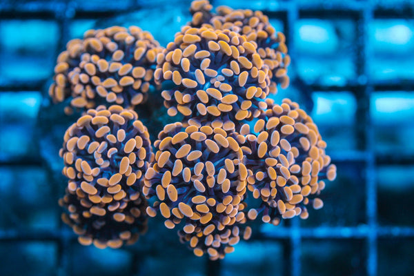 wholesale_coral - saltwater_fish saltwater_coral - rare corals - coralsdepot - Corals_Depot - live_corals - eye-catching-coral quality_marine_fish -quality-marine discoun