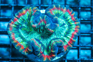 wholesale_coral - saltwater_fish saltwater_coral - rare corals - coralsdepot - Corals_Depot - live_corals - eye-catching-coral quality_marine_fish -quality-marine discoun