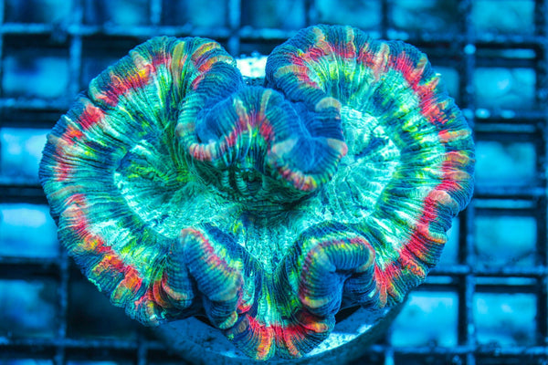 wholesale_coral - saltwater_fish saltwater_coral - rare corals - coralsdepot - Corals_Depot - live_corals - eye-catching-coral quality_marine_fish -quality-marine discoun