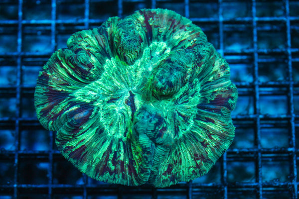 wholesale_coral - saltwater_fish saltwater_coral - rare corals - coralsdepot - Corals_Depot - live_corals - eye-catching-coral quality_marine_fish -quality-marine discoun