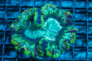 wholesale_coral - saltwater_fish saltwater_coral - rare corals - coralsdepot - Corals_Depot - live_corals - eye-catching-coral quality_marine_fish -quality-marine discoun