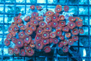 wholesale_coral - saltwater_fish saltwater_coral - rare corals - coralsdepot - Corals_Depot - live_corals - eye-catching-coral quality_marine_fish -quality-marine discoun