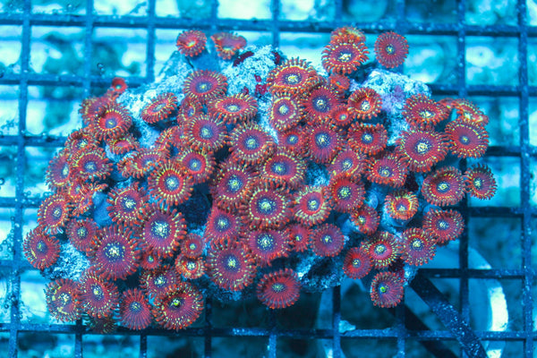 wholesale_coral - saltwater_fish saltwater_coral - rare corals - coralsdepot - Corals_Depot - live_corals - eye-catching-coral quality_marine_fish -quality-marine discoun