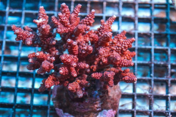 wholesale_coral - saltwater_fish saltwater_coral - rare corals - coralsdepot - Corals_Depot - live_corals - eye-catching-coral quality_marine_fish -quality-marine discoun