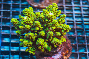 wholesale_coral - saltwater_fish saltwater_coral - rare corals - coralsdepot - Corals_Depot - live_corals - eye-catching-coral quality_marine_fish -quality-marine discoun