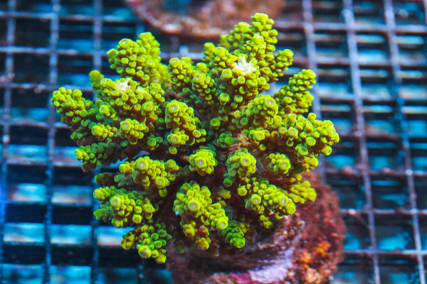 wholesale_coral - saltwater_fish saltwater_coral - rare corals - coralsdepot - Corals_Depot - live_corals - eye-catching-coral quality_marine_fish -quality-marine discoun