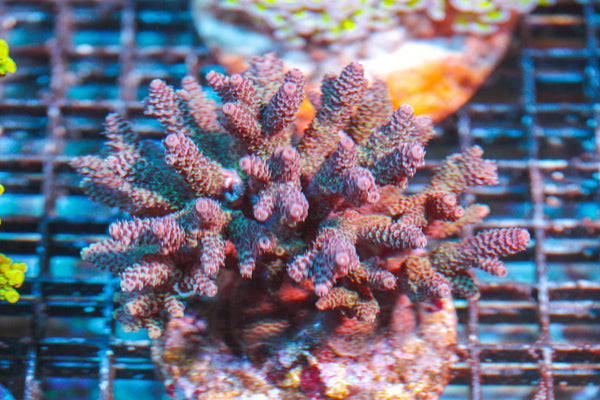 wholesale_coral - saltwater_fish saltwater_coral - rare corals - coralsdepot - Corals_Depot - live_corals - eye-catching-coral quality_marine_fish -quality-marine discoun