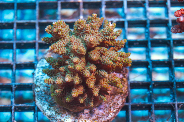 wholesale_coral - saltwater_fish saltwater_coral - rare corals - coralsdepot - Corals_Depot - live_corals - eye-catching-coral quality_marine_fish -quality-marine discoun