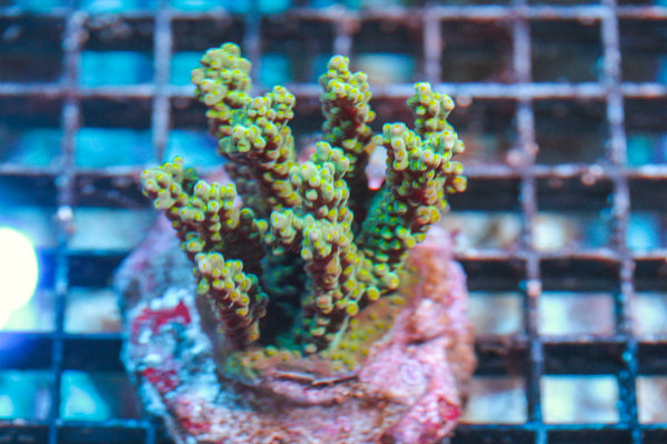 wholesale_coral - saltwater_fish saltwater_coral - rare corals - coralsdepot - Corals_Depot - live_corals - eye-catching-coral quality_marine_fish -quality-marine discoun