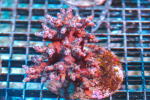 wholesale_coral - saltwater_fish saltwater_coral - rare corals - coralsdepot - Corals_Depot - live_corals - eye-catching-coral quality_marine_fish -quality-marine discoun