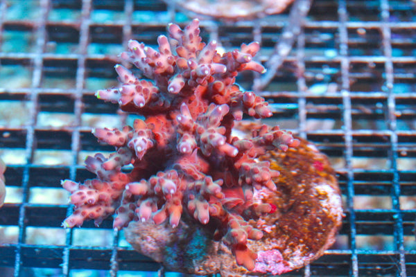 wholesale_coral - saltwater_fish saltwater_coral - rare corals - coralsdepot - Corals_Depot - live_corals - eye-catching-coral quality_marine_fish -quality-marine discoun